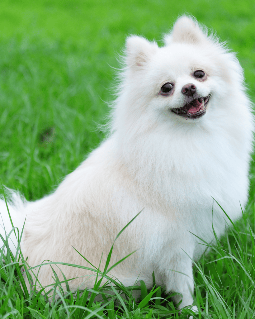 25 dog breeds hardest to potty train (15)