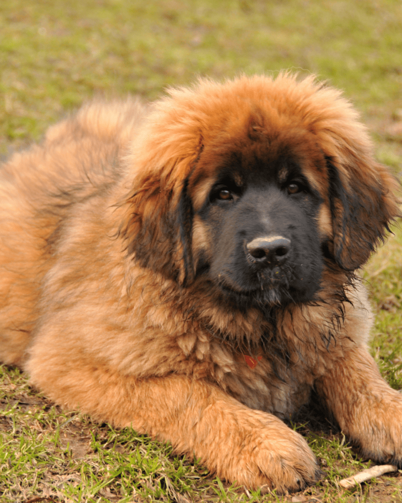 Black and Orange Dog Breeds (17)