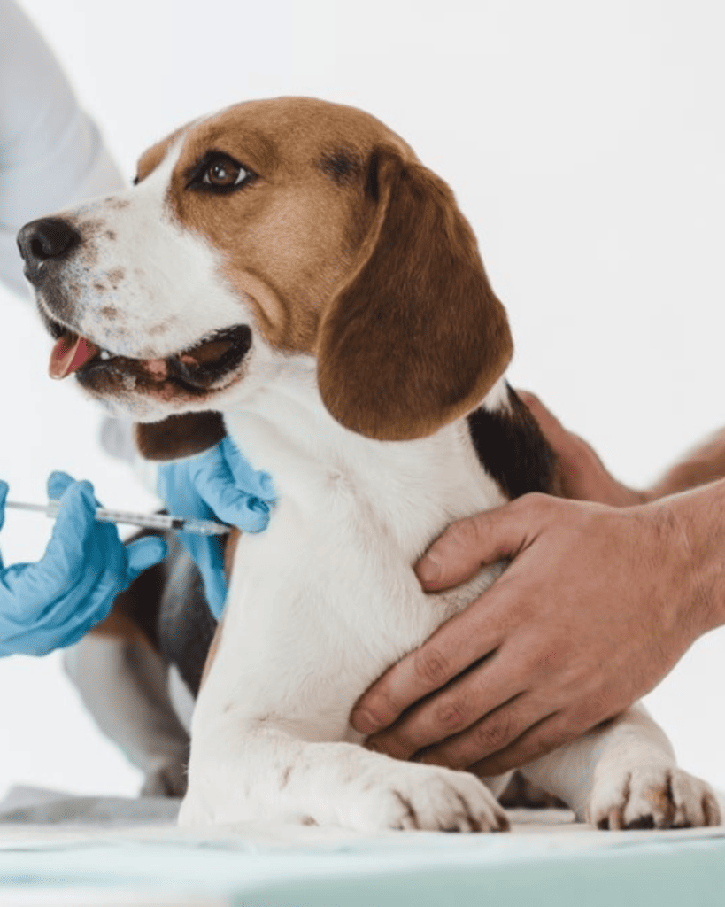 Titre Testing for Dogs (1)