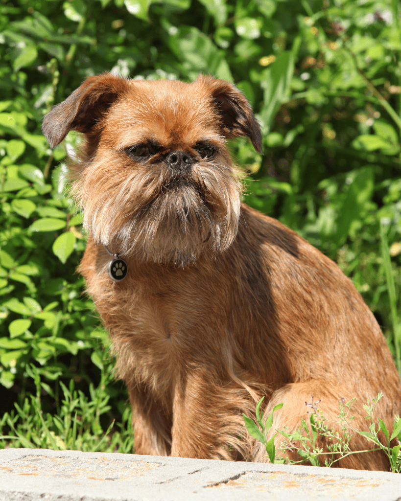 dog breeds under 10 pounds (10)